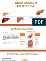 Glandulas Anexas Al Sistema Digestivo.