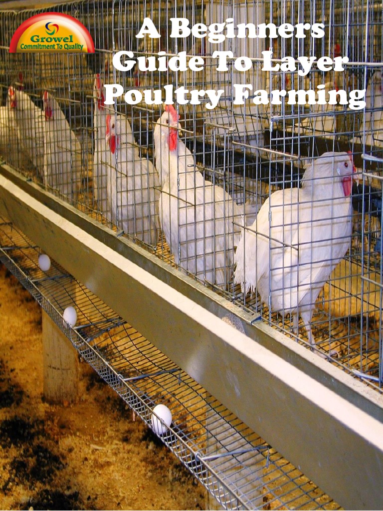 Layer Poultry Farming for Beginners | PDF | Poultry Farming | Chicken