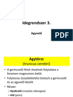 Idegrendszer 3. Agyvelő