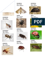 Insectos Clase y Orden