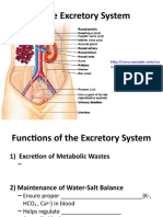 The Excretory System Grade 12 Bio