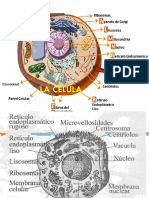 Tema 3 LA CELULA.pptx