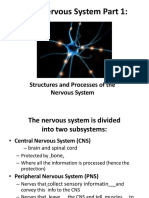 Nervous System Part 1 Grade 12 Bio