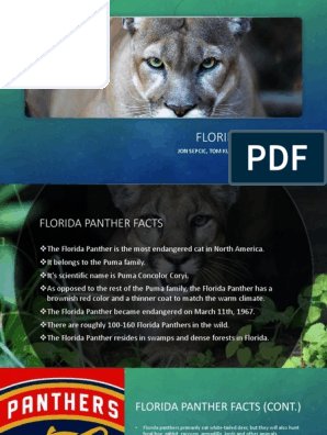 Реферат: Florida Panther Essay Research Paper The Florida