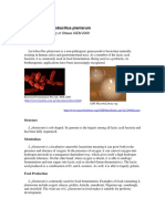 Lactobacillus Plantarum PDF
