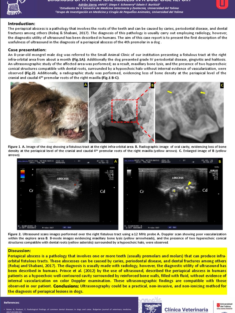 Ultrasound in Dog Dental Abscess | PDF | Medical Ultrasound | Dental ...