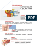 Aparato Genital Masculino i