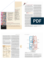 Fisiologia Cardiovascular