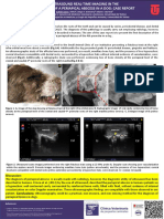 Ultrasound Real-time Imaging in the Diagnosis of a Periapical Abscess in a Dog- Case Report