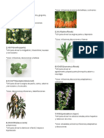 20 Plantas Medicinales