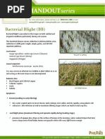 Bacterial Blight (BB) : Local Name