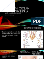 Anatomi Organ Reproduksi Pria