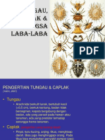 Tungau Caplak