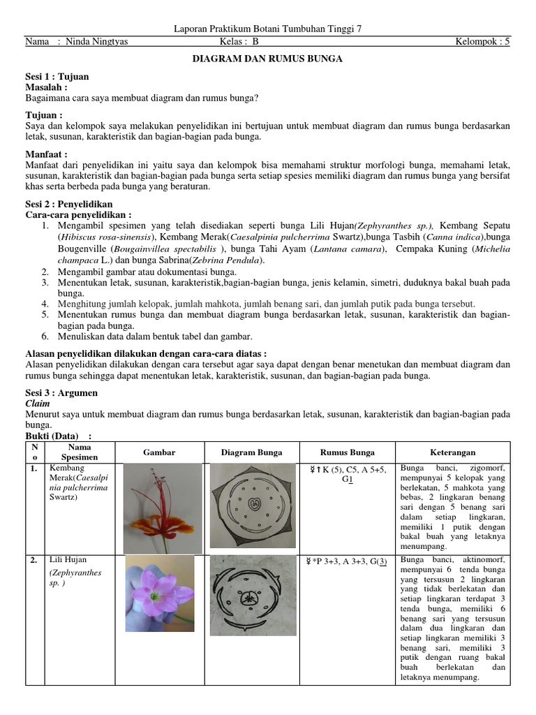 Gambar Diagram Bunga Kembang Sepatu - GAMBAR BUNGA