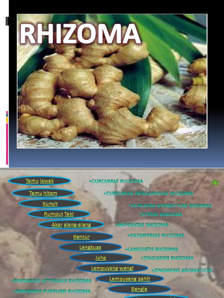 Rhizoma | PDF