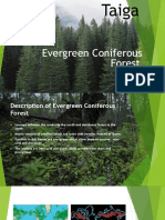 Evergreen Coniferous Forest