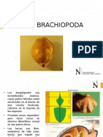 Brachiopoda