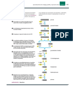 Glucolisis y Respiración celular.pdf