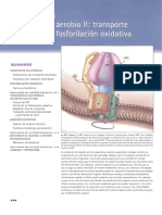 Bioquímica Mckee. Transporte Electrónico PDF