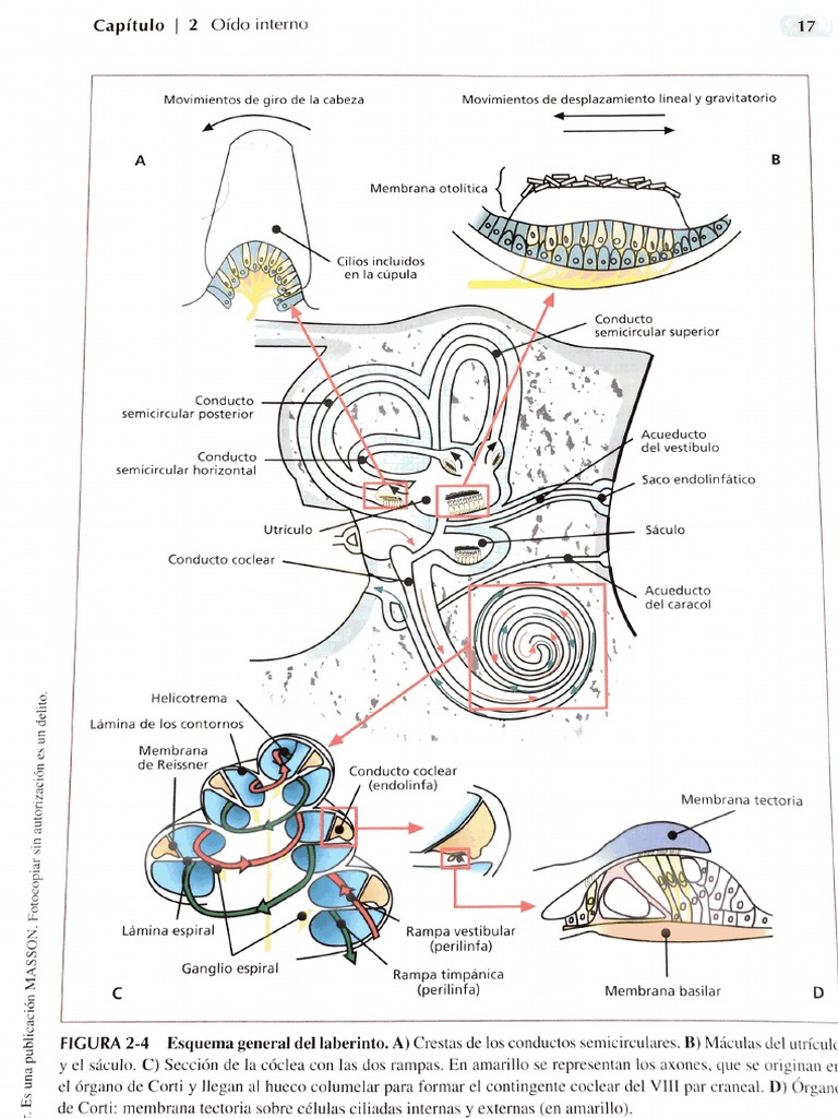 Inner Ear Anatomy PDF PDF