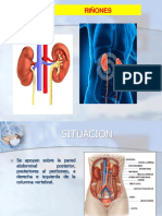 Anatomía y función de los riñones y vías urinarias