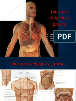 Diseño clase 12 Intestino delgado y grueso(1).ppt