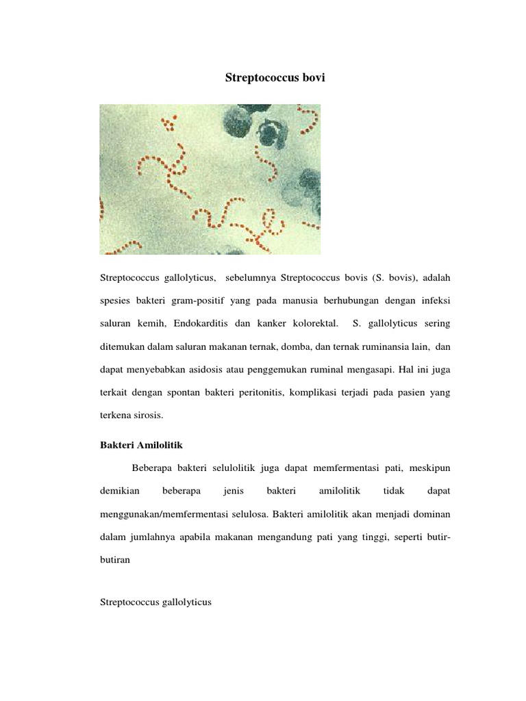 Streptococcus Bovi | PDF