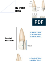 Dental anatomy division guide