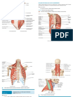 Anatomia Visão Geral Dos Musculos Do Torax