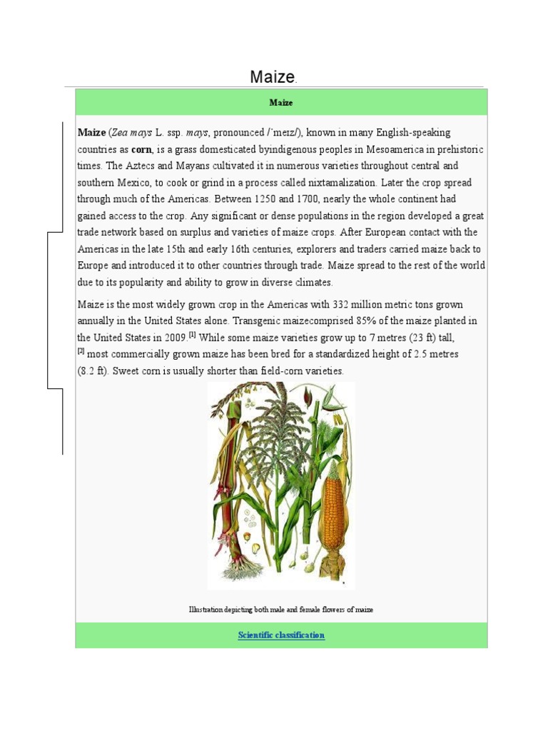 Maize: Maize (Zea Mays L. Ssp. Mays, Pronounced / Meɪz/), Known in Many ...