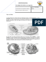 Guía de Trabajo de La Célula y Sus Organelos