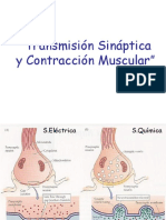 Sinapsis y Contraccion Muscular Gral (1)