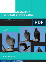 Especies Animales y Vegetales Observadas