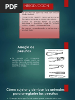 Xguia Practica Uma Sureste PDF Extinción Ecosistema 