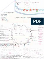 Glycogen PPP ETC CCC Notes