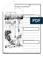 Rainforest Worksheet