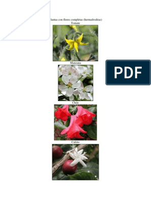 Plantas Con Flores Completas e Incompletas | PDF
