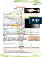 6º Patologia Osea II