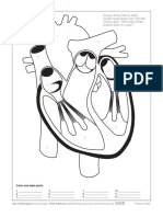 AAB_human_heart_coloring_worksheet.pdf