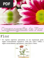 Organografia - Flor