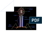 2 Esquema Virus