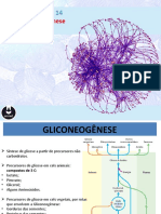 GLICONEOGÊNESE