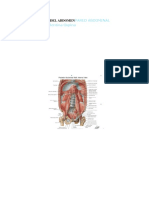 Pared Posterior Del Abdomen