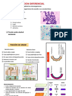 Tincion Diferencial