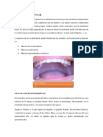 Histología de La Mucosa