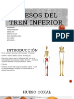 Anatomia Del Tren Inferior