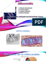 Mitocondria