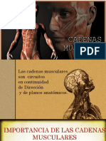 Expo Cadenas Musculares