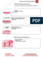 2 Clasificacion Del Tejido Epiteleal Simple Color PDF