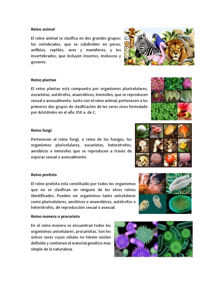 Reino Animal | PDF